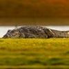 Krokodyl nilsky - Crocodylus niloticus - Nile Crocodile o3309